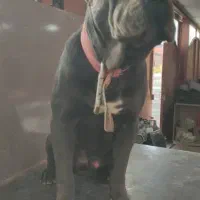 کن کورسو نر|سگ|برخوار, |دیوار