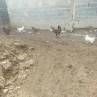 خروس محلی|حیوانات مزرعه|شیروان (خراسان), |دیوار