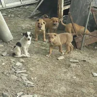 ۵ عدد توله سگ نگهبان دورگ پیتبول