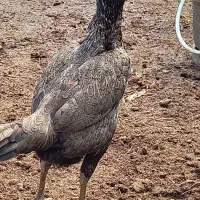 تخم مرغ لاری اصل نطفه دار تازه