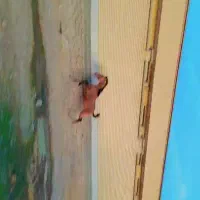 اسب درشوری|اسب و تجهیزات اسبسواری|اقلید, |دیوار