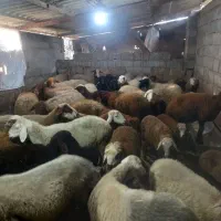 گوسفنددوقلوبادوتا بره نر|حیوانات مزرعه|دابودشت, |دیوار