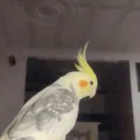 فروش عروس هلندی مولد آماده