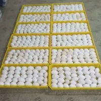 تخم نطفه دار غاز و قو غاز و اردک جمع آوری میکنم