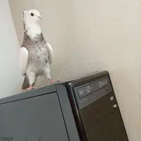 کبوتر طوقی|پرنده|بروجن, |دیوار