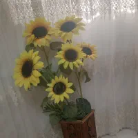 گل آفتاب گردان و
