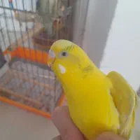 مرغ عشق|پرنده|محمدیه-قزوین, |دیوار