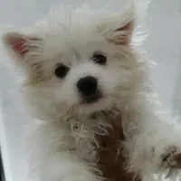 توله 4 ماهه اشپیتز پامر|سگ|حاجی آباد, |دیوار