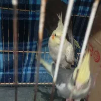 جوجه عروس هلندی|پرنده|مهران (ایلام), |دیوار