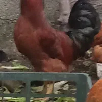 خروس سالم و سرحال