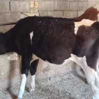 گوساله ماده هلشتاین برا گاو