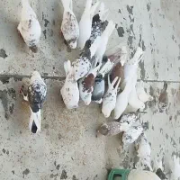 تعدادی‌کبوترتهرانی