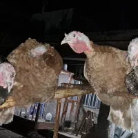 بوقلمو گناوه|حیوانات مزرعه|بندر گناوه, |دیوار