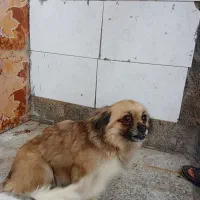 سگ پاپی