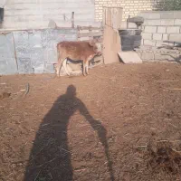 گوساله ماده|حیوانات مزرعه|گنبد کاووس, |دیوار
