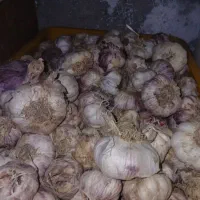 سیر خندان