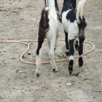 دوعددکولار بزغاله پاکستانی اصل گوش بلند تکه خورده|حیوانات مزرعه|ملکآباد, |دیوار