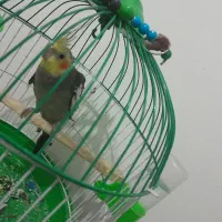 عروس هلندی بچه نر