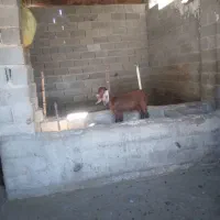 بزغاله پاکستانی مخصوص داشتی|حیوانات مزرعه|کلاله, |دیوار