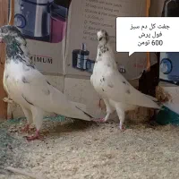 کبوتر پرشی بشرط و تضمین|پرنده|رشت, خرسندی|دیوار