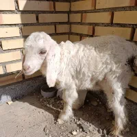 بزغاله|حیوانات مزرعه|بستان آباد, |دیوار