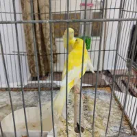 قناری ماده آماده