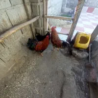 خروس طبیعی|حیوانات مزرعه|مشگین شهر, |دیوار