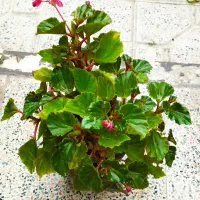 فروش ویژه یلدایی|گل و گیاه طبیعی|کرج, شهرک بهداری|دیوار