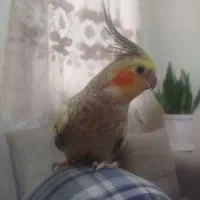 عروس هلندی|پرنده|تهران, منیریه|دیوار