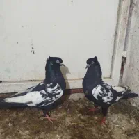 کبوتر سینه سیاه