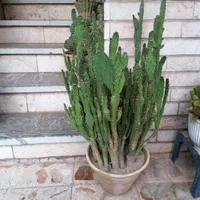 گلدان کاکتوس|گل و گیاه طبیعی|شیراز, عفیف‌آباد|دیوار