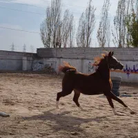 کره نریان عرب مصری ۲سر|اسب و تجهیزات اسب‌سواری|کرج, شهرک جهان آرا|دیوار