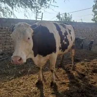 گاو|حیوانات مزرعه|آشخانه, |دیوار