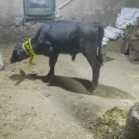 گاویاگوسالهنر