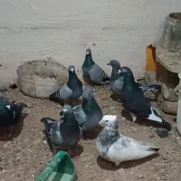 کبوتر پلاکی