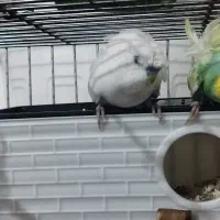 مرغ عشق پروانه ای رنگ خاص|پرنده|بروجرد, |دیوار