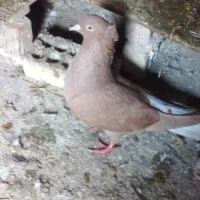 جفت دم پاک عقیلی|پرنده|شوشتر, |دیوار