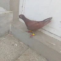 کفتر ماده سرور و سرخ