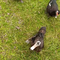 اردک اسرائیلی|حیوانات مزرعه|لاهیجان, بازکیاگوراب|دیوار