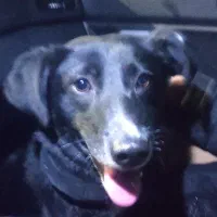 سگ بردر کولی