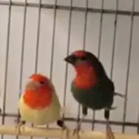 فنچ طوطی وار