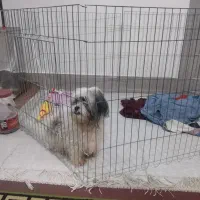 یک عدد سگ توله سه ونیم ماهه شیت سوپر فلت کوچک ریز|سگ|گرگان, |دیوار