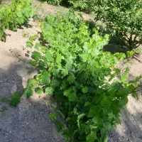 نهال انگور|خدمات باغبانی و درختکاری|موچش, |دیوار