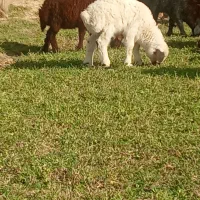 سلام 13عدد میش افشاری 7عدد بره دار