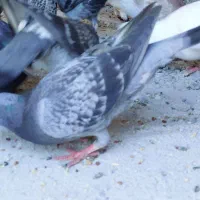 کبوتر هم مصافتی هم تیپی