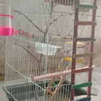 قفس عروس هلندی
