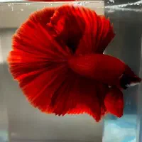 اهواز بتا فایتر کلکسیونی