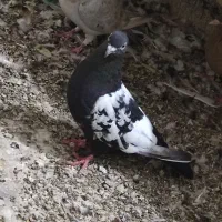 کپوتر اشعل و سینیی|پرنده|حمیدیه, |دیوار