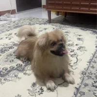 حیوان خانگی