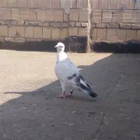دستپر آوریل ماده